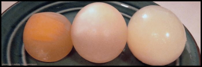 Osmosis egg experiment lab report