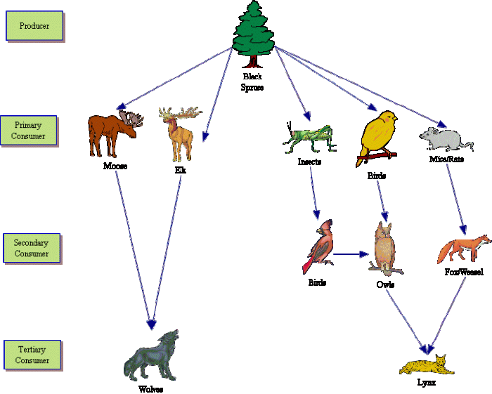 Food chain for taiga biome