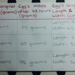 Osmosis egg experiment lab report