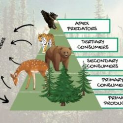 Food chain for taiga biome