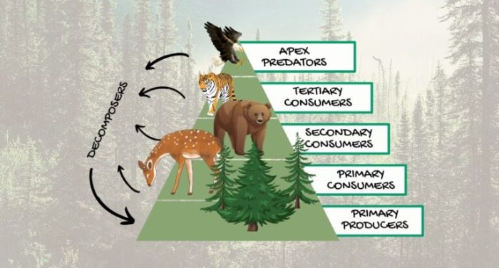 Food chain for taiga biome