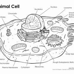 The animal cell worksheet answer key