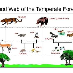 Food web rainforest interaction tropical biome ecosystem explanation tree pyramid producers orchids grass mango