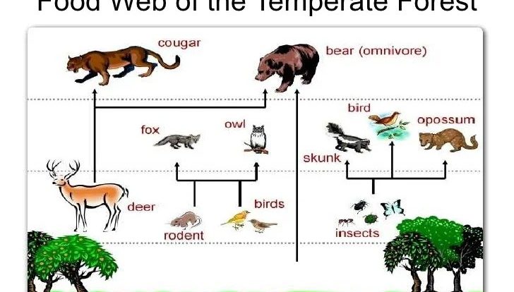 Food web rainforest interaction tropical biome ecosystem explanation tree pyramid producers orchids grass mango