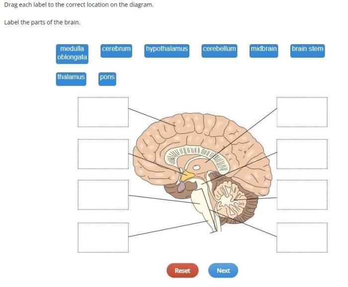 Drag each label to the correct location on the diagram