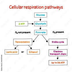 Cellular respiration visual summary answer key