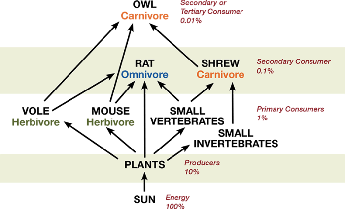 Simulation forms lesson