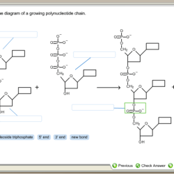 Polynucleotide